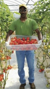 Shirley Burnham / The Prentiss Headlinght—Leon Eaton of Triple Eaton Farms harvests the product of his labor. The tomatoes are beautiful red, juicy and tasteful.