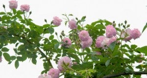 Mevy's Flower garden 9 sky roses WEB