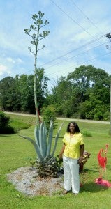 Shirley Burnham / The Prentiss Headlight—The Century plant’s shoot is close to 16 feet high and will soon flower on each budded stalk.